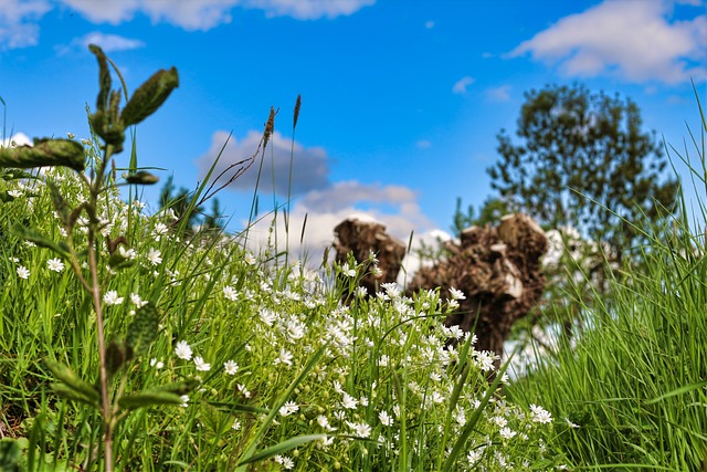 Fiori di Bach